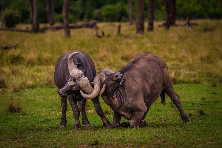 123 Masai Mara, buffels.jpg